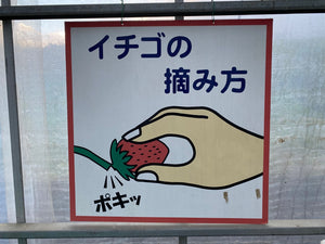 イチゴの摘み方